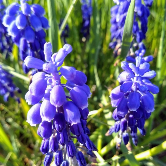 🇨🇦 Meet your Posher Blue 🇨🇦 - Picture 1 of 1